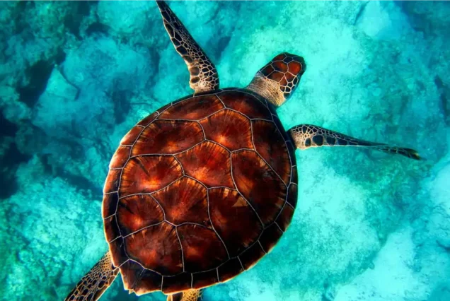 Dalyan Tekne Turu, Caretta Caretta