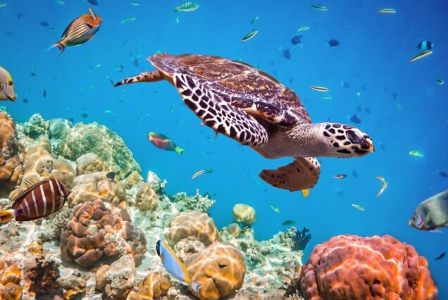 Fethiye Tüplü Dalış